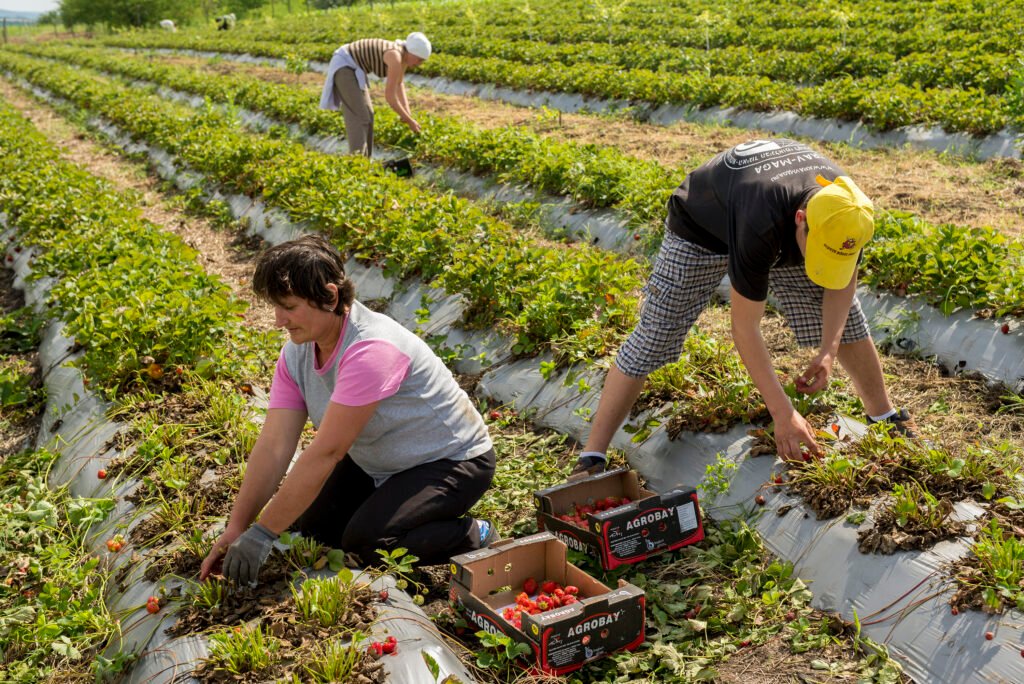Come posso vendere i miei prodotti agricoli di produzione propria 7 Come posso vendere i miei prodotti agricoli di produzione propria