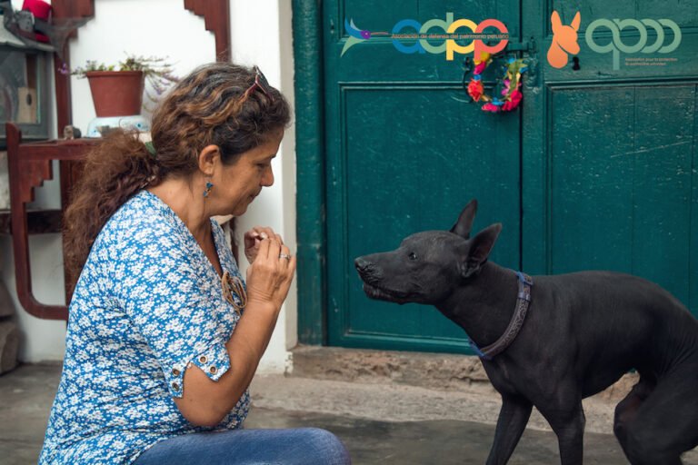 Perché il tuo cane abbaia al nulla e come puoi gestirlo 56 cane che guarda attentamente il vuoto