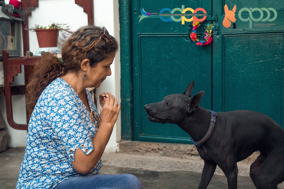 Perché il tuo cane abbaia al nulla e come puoi gestirlo 3 Perché il tuo cane abbaia al nulla e come puoi gestirlo