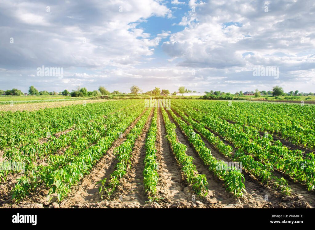 Come posso diventare coltivatore diretto e avviare la mia attività agricola