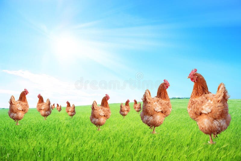 Cosa significa davvero "uova allevate all'aperto" e quali sono i benefici 1 galline libere in un prato verde