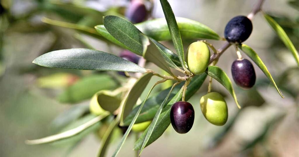 Come si svolge il processo di produzione dell’olio extravergine di oliva