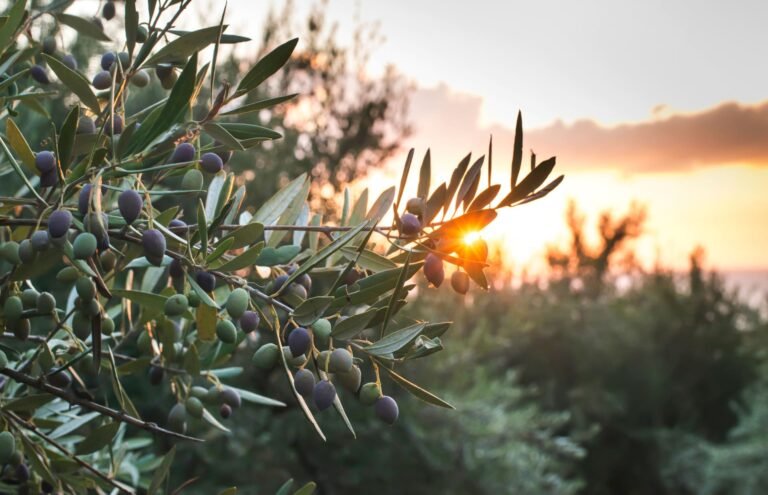 olive verdi su un albero al sole