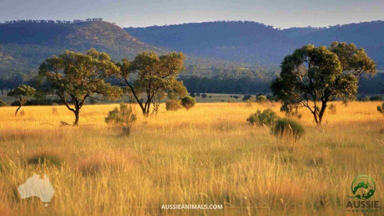 paesaggio australiano con flora e fauna