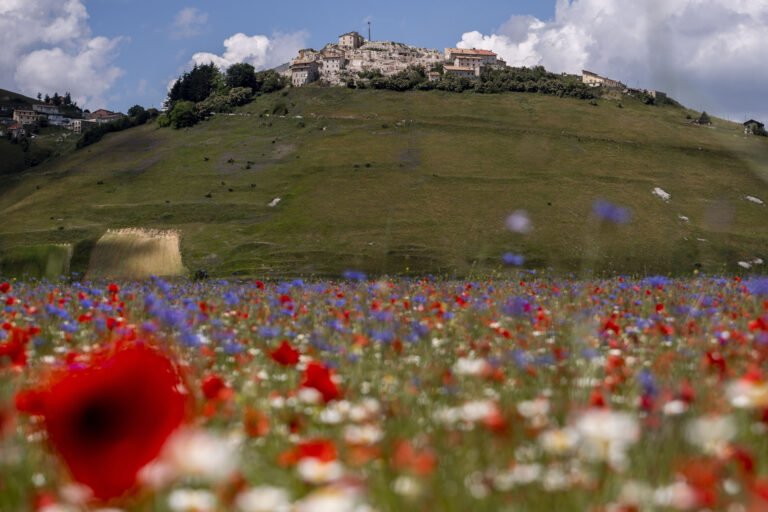 un campo di lenticchie fiorite a castelluccio