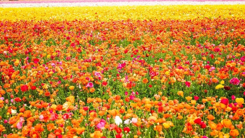 Quali Sono i Prezzi Attuali per I Fiori Recisi nel Mercato 4 Quali Sono i Prezzi Attuali per I Fiori Recisi nel Mercato