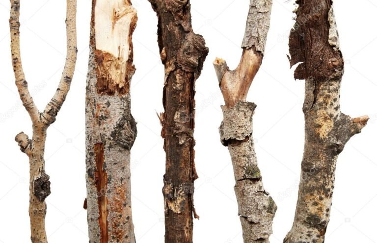 un ramo secco di un albero