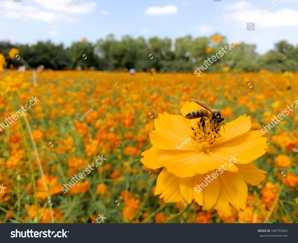 Che Cos'è l'Ape e Come Influisce sul Contratto di Locazione Commerciale 4 Che Cos’è l’Ape e Come Influisce sul Contratto di Locazione Commerciale