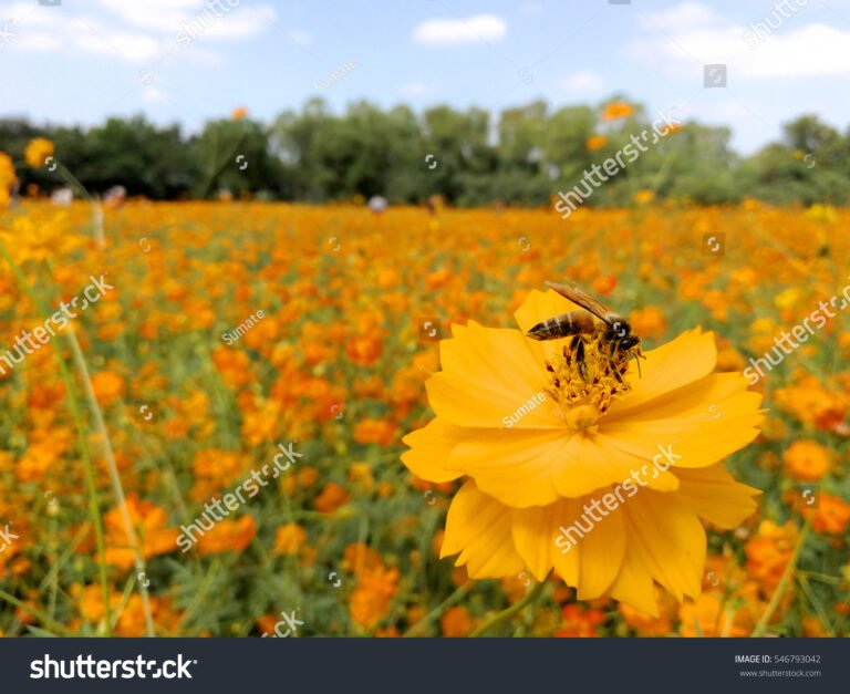 unape su un fiore in un campo